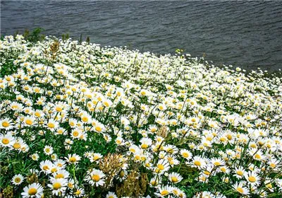 برگزاری پنجمین جشنواره گل‌های بابونه در جنگل فندقلوی نمین