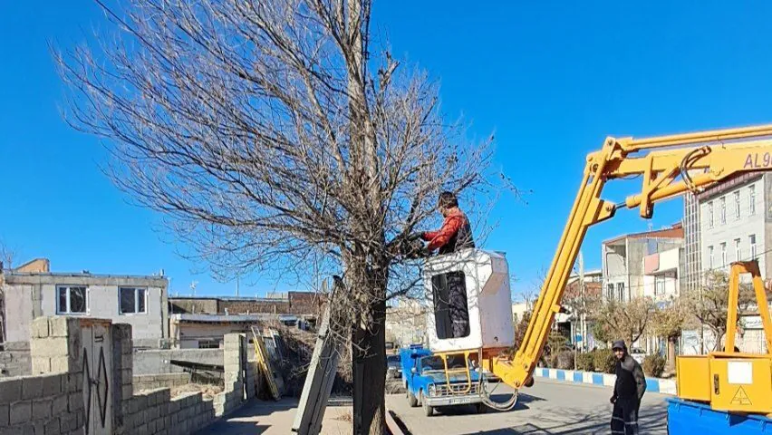 تداوم هرس درختان سطح شهر