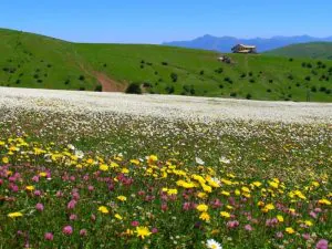 گالری جاذبه های گرشگری جنگل های فندقلو