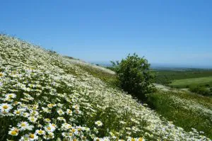 گالری جاذبه های گرشگری جنگل های فندقلو