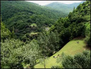 گالری جاذبه های گرشگری جنگل مشه سویی